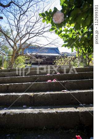 鎌倉243 安国論寺13 椿 鎌倉243 安国論寺13 椿 112999381