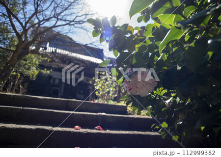 鎌倉243 安国論寺14 椿 鎌倉243 安国論寺14 椿 112999382