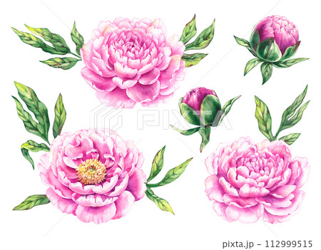Watercolor pink peonies Hand drawn flowers blooming Watercolor pink peonies Hand drawn flowers blooming 112999515