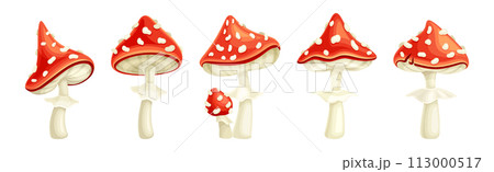 Red Fly Agaric Mushroom and Poisonous Forest Toadstool Vector Set 113000517