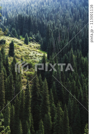 landscape with a beautiful fir spruce forests in Tien Shan mountains in Kazakhstan in summer. Top view from a drone landscape with a beautiful fir spruce forests in Tien Shan mountains in Kazakhstan in summer. Top view from a drone 113001116
