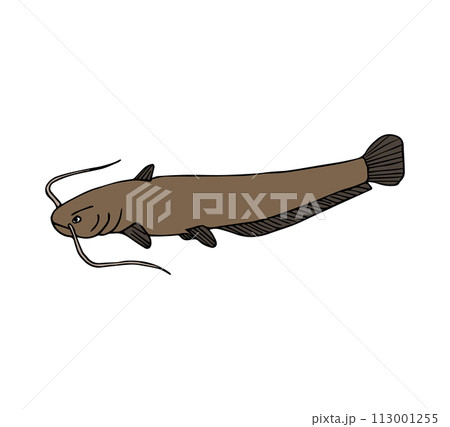 Vector hand drawn colored catfish fish Vector hand drawn colored catfish fish 113001255