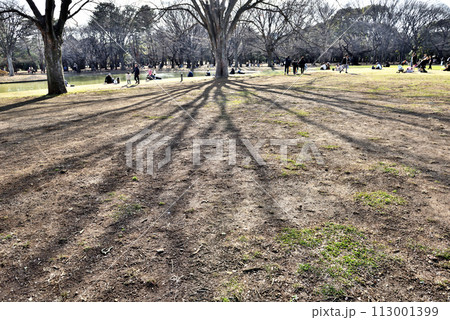 午後の日差し差し込む代々木公園 午後の日差し差し込む代々木公園 113001399