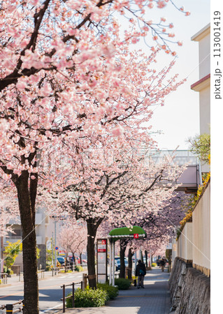 オオカンザクラの並木道、満開の桜〈愛知県名古屋市〉 オオカンザクラの並木道、満開の桜〈愛知県名古屋市〉 113001419