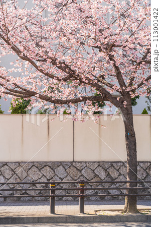オオカンザクラの並木道、満開の桜〈愛知県名古屋市〉 オオカンザクラの並木道、満開の桜〈愛知県名古屋市〉 113001422