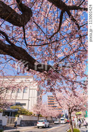 オオカンザクラの並木道、満開の桜〈愛知県名古屋市〉 オオカンザクラの並木道、満開の桜〈愛知県名古屋市〉 113001424