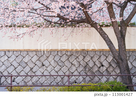 オオカンザクラの並木道、満開の桜〈愛知県名古屋市〉 オオカンザクラの並木道、満開の桜〈愛知県名古屋市〉 113001427