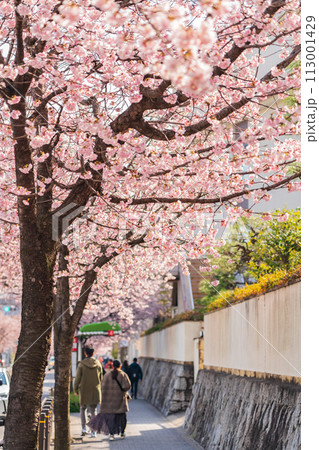 オオカンザクラの並木道、満開の桜〈愛知県名古屋市〉 オオカンザクラの並木道、満開の桜〈愛知県名古屋市〉 113001429