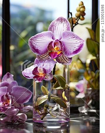 Orchid flower in a pot on the windowsill. 113001698