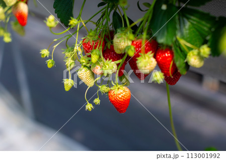 いちご狩り　苺ハウス 113001992