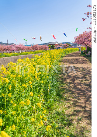 春の免々田川、満開の河津桜と菜の花とこいのぼり〈愛知県田原市〉 春の免々田川、満開の河津桜と菜の花とこいのぼり〈愛知県田原市〉 113002175