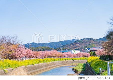 春の免々田川、満開の河津桜と菜の花とこいのぼり〈愛知県田原市〉 113002183