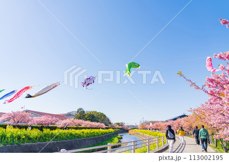 春の免々田川、満開の河津桜と菜の花とこいのぼり〈愛知県田原市〉 春の免々田川、満開の河津桜と菜の花とこいのぼり〈愛知県田原市〉 113002195