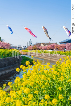 春の免々田川、満開の河津桜と菜の花とこいのぼり〈愛知県田原市〉 113002203