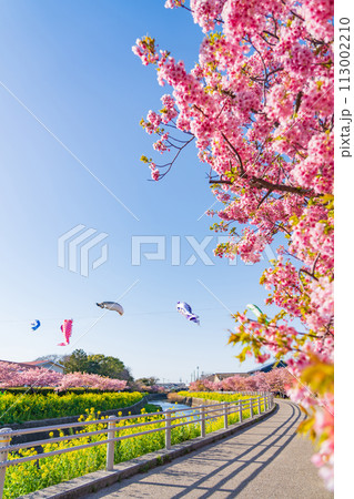 春の免々田川、満開の河津桜と菜の花とこいのぼり〈愛知県田原市〉 113002210