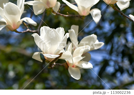 ハクモクレン ハクモクレン 113002236