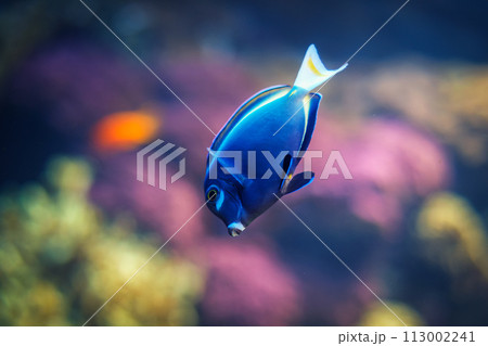 Powder-blue surgeonfish fish in sea 113002241