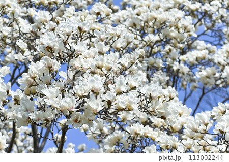 ハクモクレン ハクモクレン 113002244