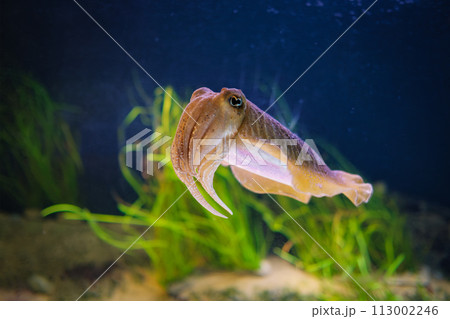 The Common European Cuttlefish Sepia Offcinalis underwater 113002246