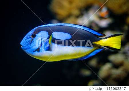 Palette surgeonfish fish underwater in sea Palette surgeonfish fish underwater in sea 113002247