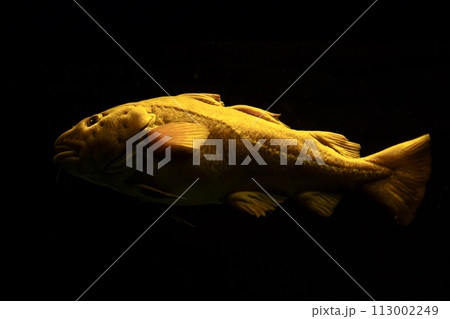 Atlantic cod fish underwater Atlantic cod fish underwater 113002249