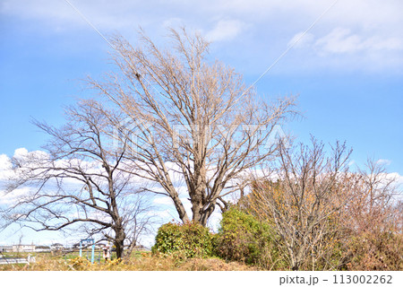 青空と白い雲のコントラストが美しい平塚の田園風景 青空と白い雲のコントラストが美しい平塚の田園風景 113002262