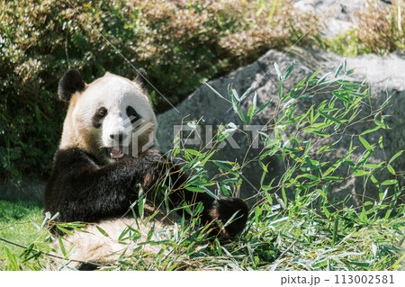 笹を食べるパンダ 113002581