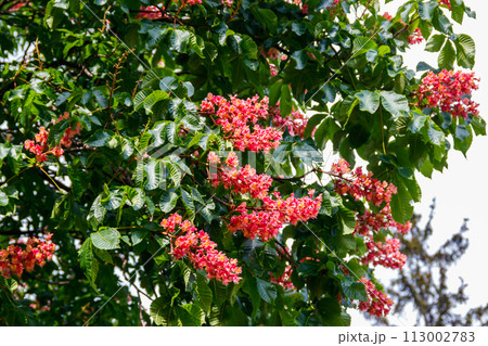 Blooming red horse-chestnut at spring Blooming red horse-chestnut at spring 113002783