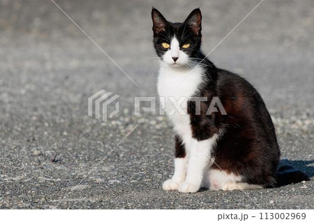 猫 113002969