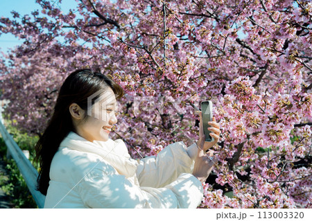 スマホで桜を撮る女性 スマホで桜を撮る女性 113003320