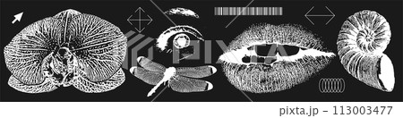 Grunge grain mouth, orchid, eye, dragonfly, shell with photocopy effect in an anti-design style. Set of different grungy elements for graphic design. Negative Vector illustration. Grunge grain mouth, orchid, eye, dragonfly, shell with photocopy effect in an anti-design style. Set of different grungy elements for graphic design. Negative Vector illustration. 113003477