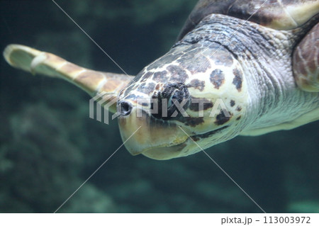 Loggerhead sea turtle   (Caretta caretta) 113003972