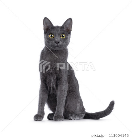 Korat cat on white background Korat cat on white background 113004146