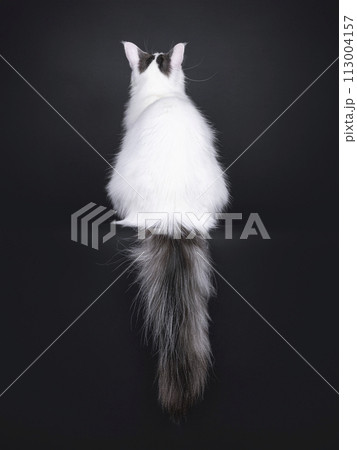 Van pattern on Norwegian Forestcat on black background Van pattern on Norwegian Forestcat on black background 113004157