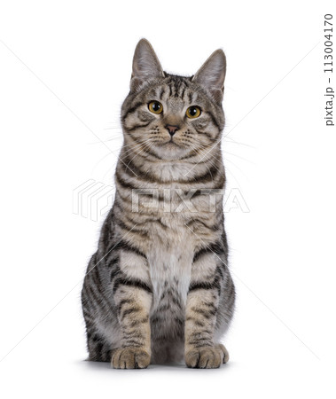 Kurilean Bobtal cat kitten on white background 113004170