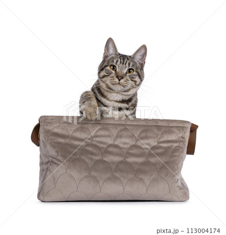 Kurilean Bobtal cat kitten on white background Kurilean Bobtal cat kitten on white background 113004174