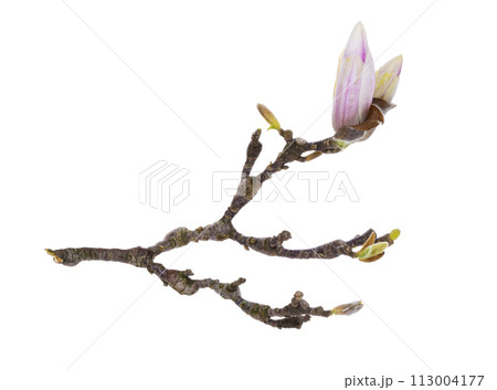 Magnolia flower on white background 113004177