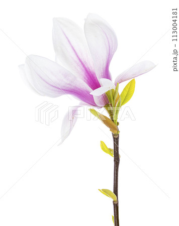 Magnolia flower on white background Magnolia flower on white background 113004181