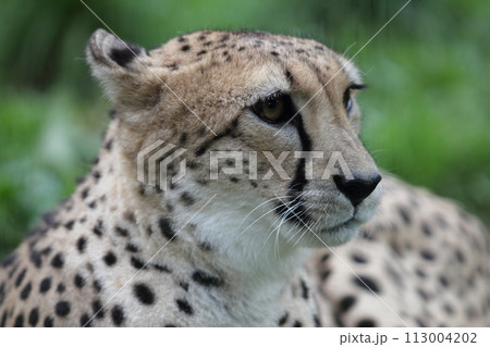 Gepard  Cheetah  (Acinonyx jubatus) 113004202