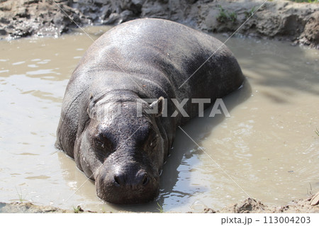 Zwergflusspferd pygmy hippopotamus (Choeropsis liberiensis) (Hexaprotodon liberiensis) Zwergflusspferd pygmy hippopotamus (Choeropsis liberiensis) (Hexaprotodon liberiensis) 113004203