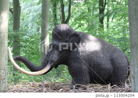 Mammut Mammoth (Mammuthus) Mammut Mammoth (Mammuthus) 113004204