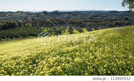 Spring With Yellow Sorrel Flowers In Nature Sicily Park 113004352