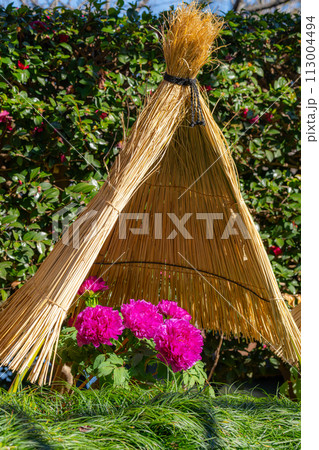 満開の牡丹と冬囲い3 113004494