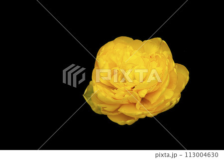 yellow tulip yellow tulip 113004630