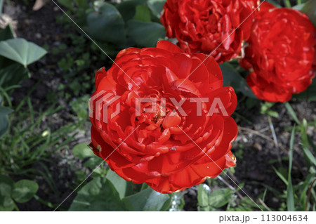 Big red tulips  113004634