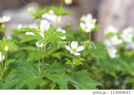 White wood anemone Anemone crassifolia, mountain anemone flowers blooming in a summer garden White wood anemone Anemone crassifolia, mountain anemone flowers blooming in a summer garden 113004641