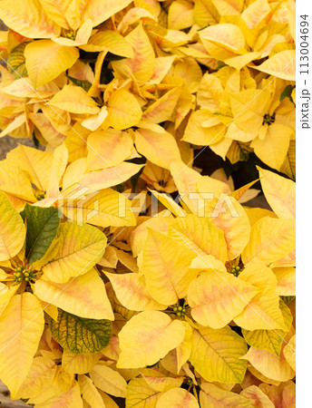 Many Yellow Pink Eckespoint Poinsettia Freedom Marble Plant, Potted Home Flower. Floral Backdrop. Christmas Eve Plant. Vertical Plane 113004694