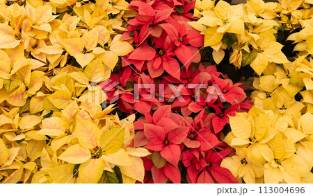 Yellow Eckespoint Poinsettia Freedom Marble, Eckespoint Classic Red Poinsettia Freedom Pink Plant and Potted Eckespoint Poinsettia Freedom White Flower. Floral Backdrop. Christmas Eve Plant. 113004696