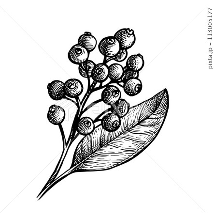 Allspice ink sketch. 113005177