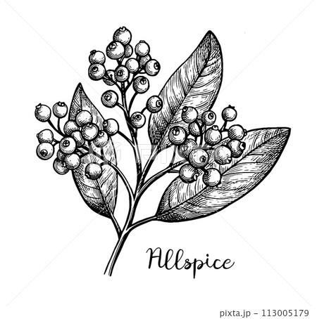 Allspice branch ink sketch. Allspice branch ink sketch. 113005179